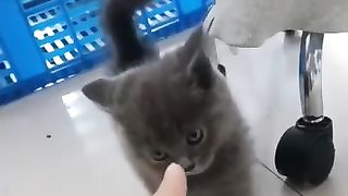 Cute Kittens Funny Moments Times ???? Cute Kittens Meow Meow ???? Funny Cats and Kittens For a Good Mood ????