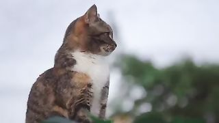 Most Beautiful Cats Video || Funny cats Video