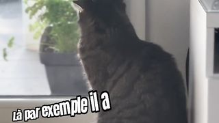 Mon chat est un raleur professionnel.