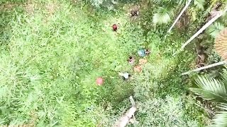 Fruit Tree Harvest