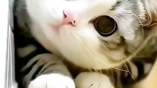 Cats Funny Moments | Funny and Cute Cats | cats funny video