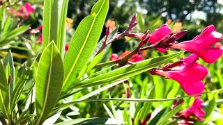 F1 Beautiful Pink Flowers - Royalty Free Stock Footage