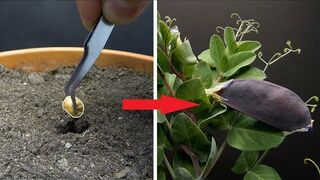 PURPLE PEA Time Lapse - Pea to Pod in 43 Days