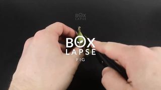 FIG TREE Growing From Seed TIME LAPSE - 145 Days