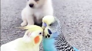 Cute Animals | Funny Pets Very cute.