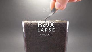 CARROT Growing from Seed Time Lapse - 100 Days