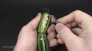 1000 Days in 8 minutes - Growing Plants Time Lapse COMPILATION