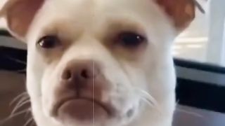 funny animals try not to laugh impossible not to laugh.