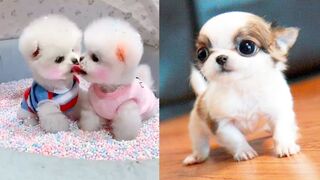 Baby Dogs - Cute and Funny Dog Videos Compilation #3 | Aww Animals 11