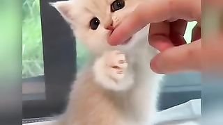Cats Funny Moments