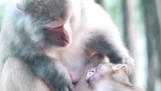 Funny Monkey Viral Video 87