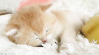 People! Learn from these cute Creatures How to Live in peace With each Other!