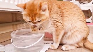 Cat Rosie doesn't hide it anymore! This is how she drinks water.