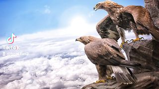 Beautiful Best Video Tiktok Video Viral Video