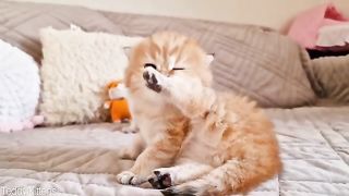 Time to wash up and play ????. Funny British kittens
