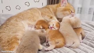 Mom, I'm already an , you don't need to wash me _ Kitten Cola plays with her mom