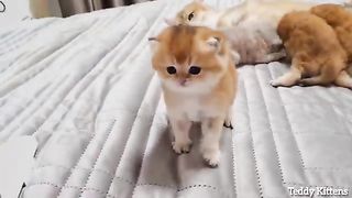 A tiny cutie Attacks a Person