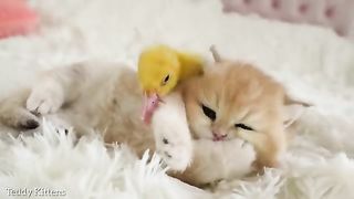 Kitten with a Duckling are getting ready to Sleep ????