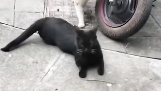 Funny Cat Viral Video 63