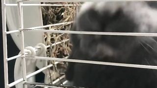 Adopter un lapin c’est bien ????????????