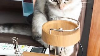 Funny Cat Viral Video 64