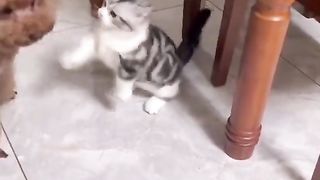 Funny Cat Viral Video 65