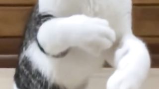 Funny Cat Viral Video 66