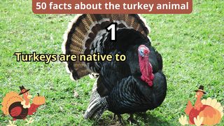 50 Facts about turkey animal