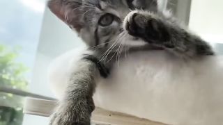minou minou