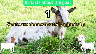 50 Facts about goat