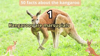 50 Facts about kangaroo