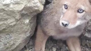 Sauvetage d'un coyote