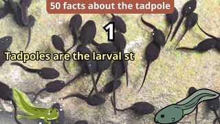 50 Facts about tadpole