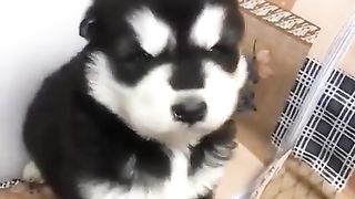 Suara anak anjing lucu (cute puppy sound)