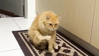 Tingkah lucu kucing oyen bikin ngakak