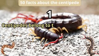 50 Facts about the centipede