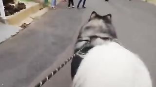 Jadi imut kalo udah ketemu kucing