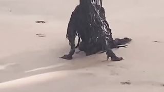 what animal is this ?