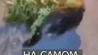 Бобёр готовится к новому году #trending #tiktok #new #top