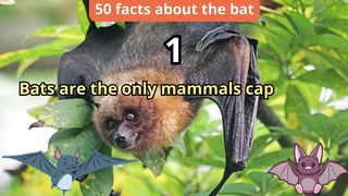 50 Facts about bat