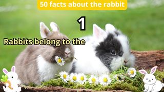 50 Facts about rabbit