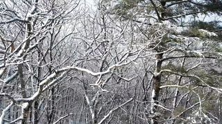 snowy-tree-branche