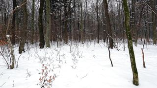 "Wild Wonderlands: Discovering the Enchanted Realms of Nature"