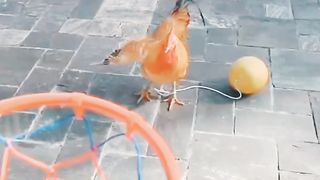 Magic Egg ????