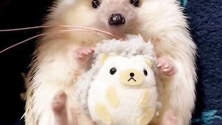 Hedgehog with cute legs