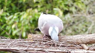 "Earth's Ballet: Graceful Movements in the Wild"