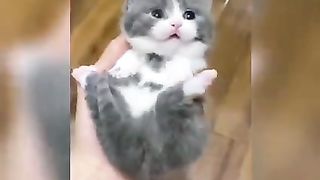 Funny Cats and Kittens Meowing Compilation Have a good Day