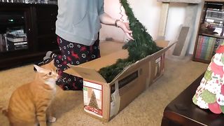 We hope you enjoy this Marmalade Christmas tree destruction compilation!