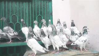 Tadeey pathiyan pathay beatiful best flying