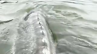 This is a sturgeon from British Columbia: this kind of fish can reach a length of 6 meters (20 feet) and an age of 100 years.